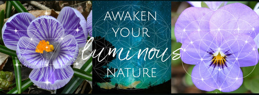 Flowers Essences Illuminate our Light Body