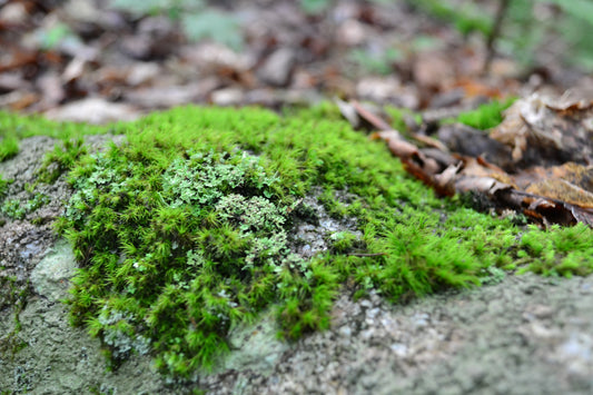 The Wild Benevolence of Nature