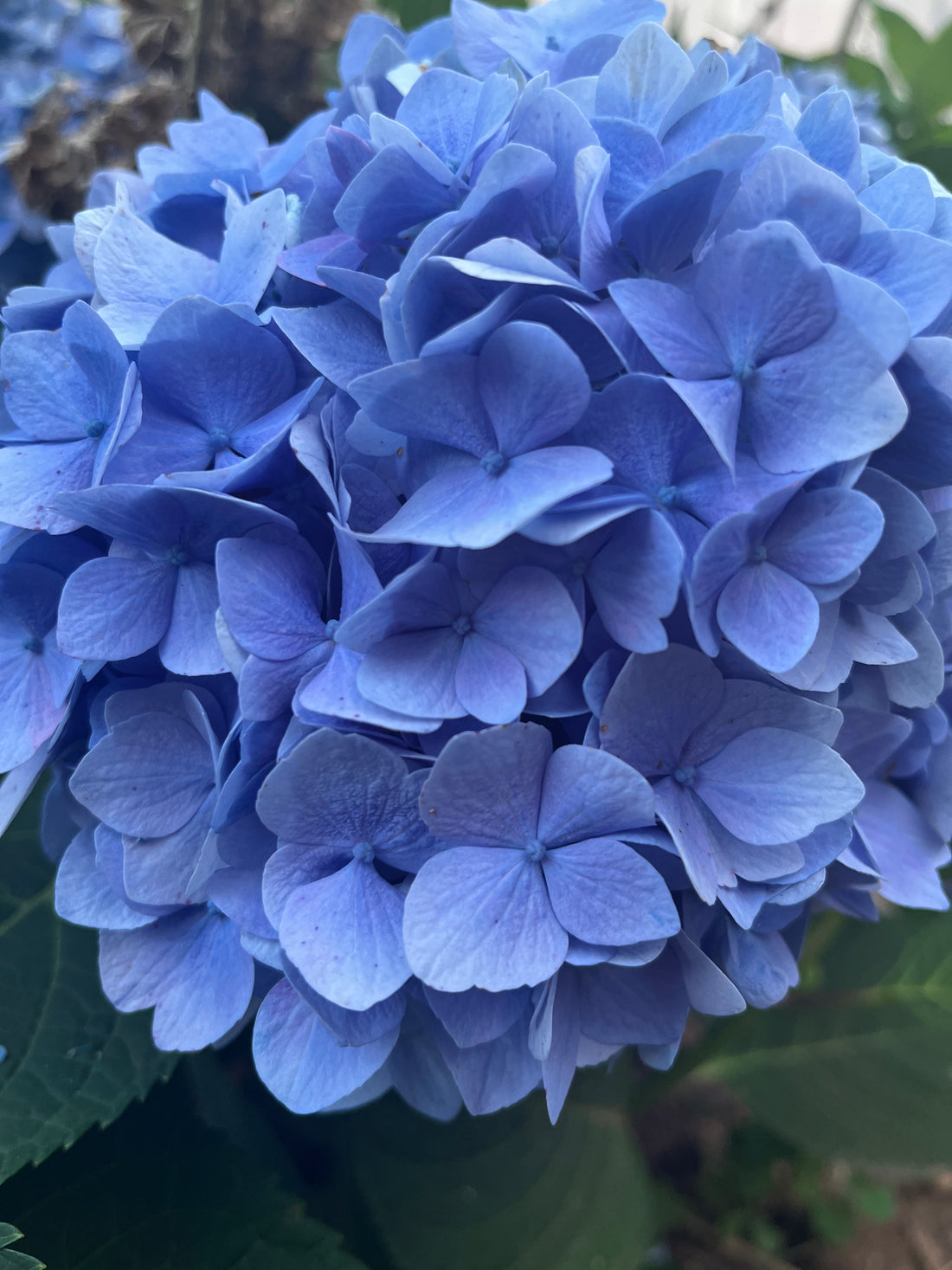 Insights from Hydrangea