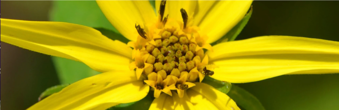 Insight into the Personality of Flower Essences