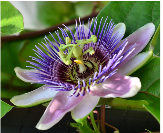 Passionflower