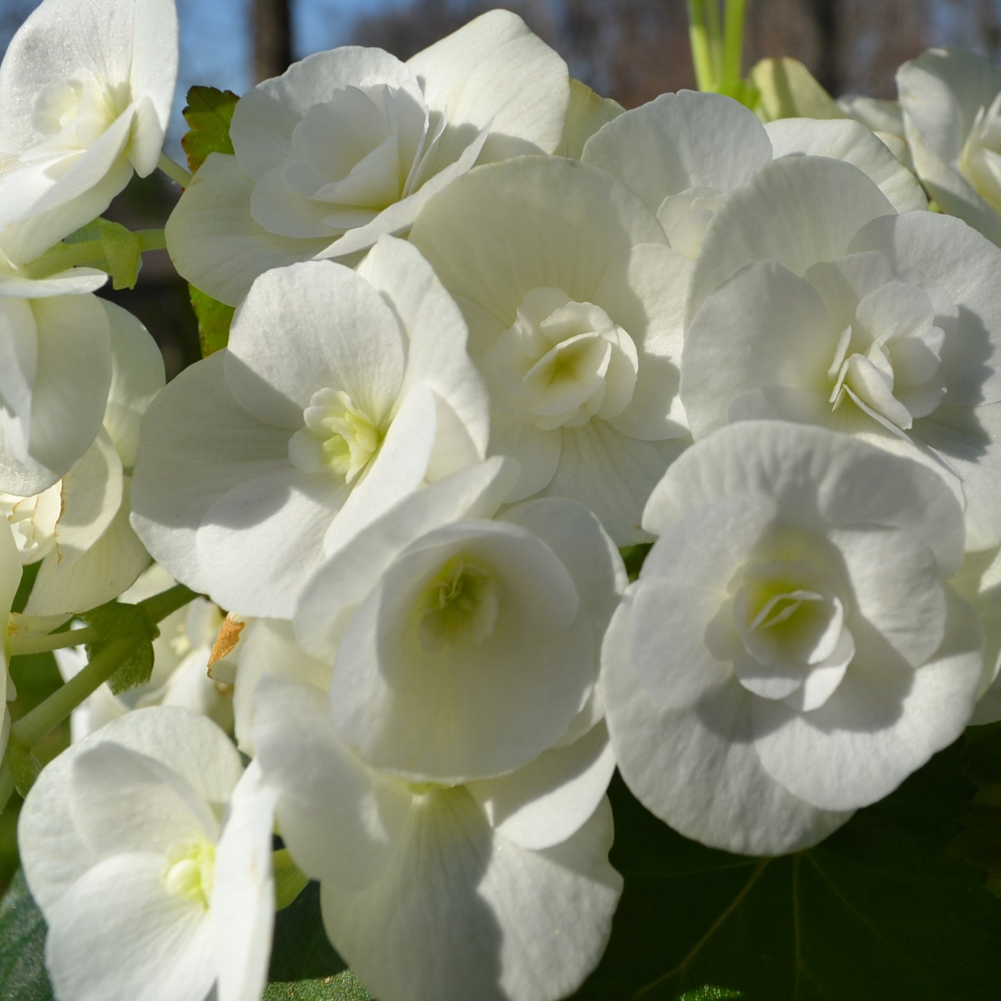 Expression Begonia Flower Essence