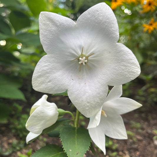 Bell Flower Responsibility Flower Essence