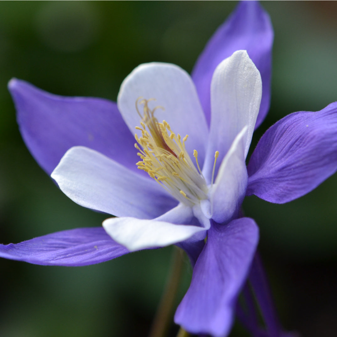 CONNECTION ~ COLUMBINE FLOWER ESSENCE