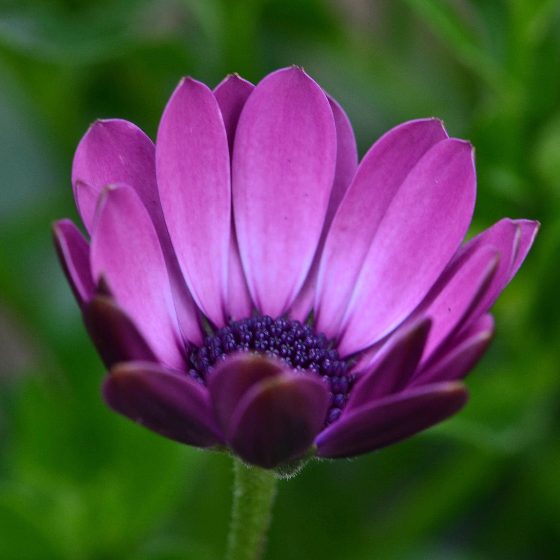 GRACE African Daisy Flower Essence