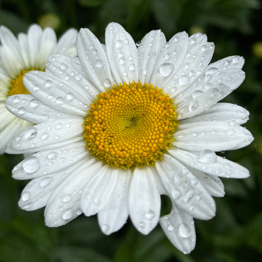 SORCERER ~ DAISY FLOWER ESSENCE