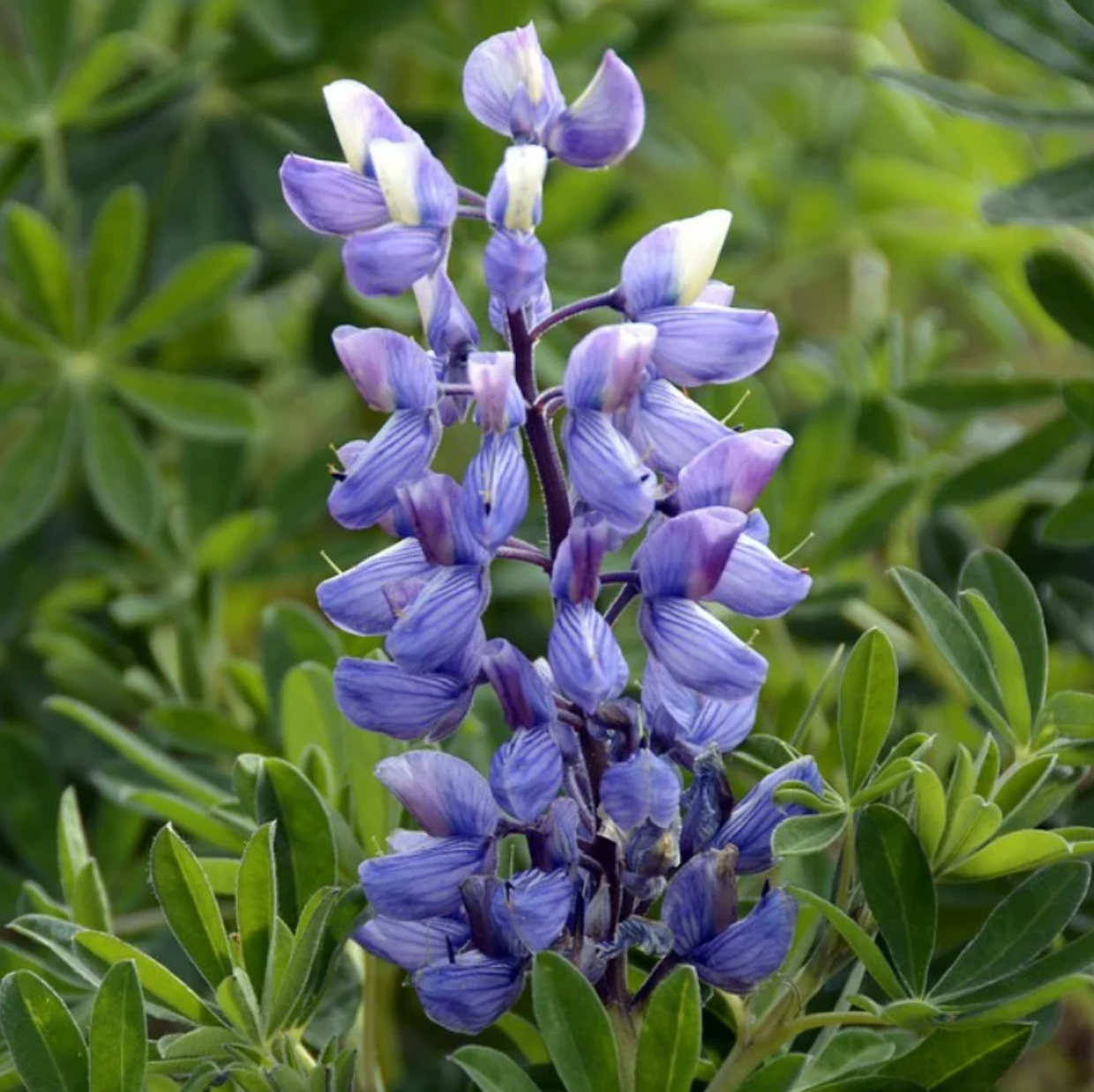 AWARENESS ~ LUPINE FLOWER ESSENCE