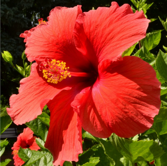 CONFIDENCE ~ HIBISCUS STORM FLOWER ESSENCE