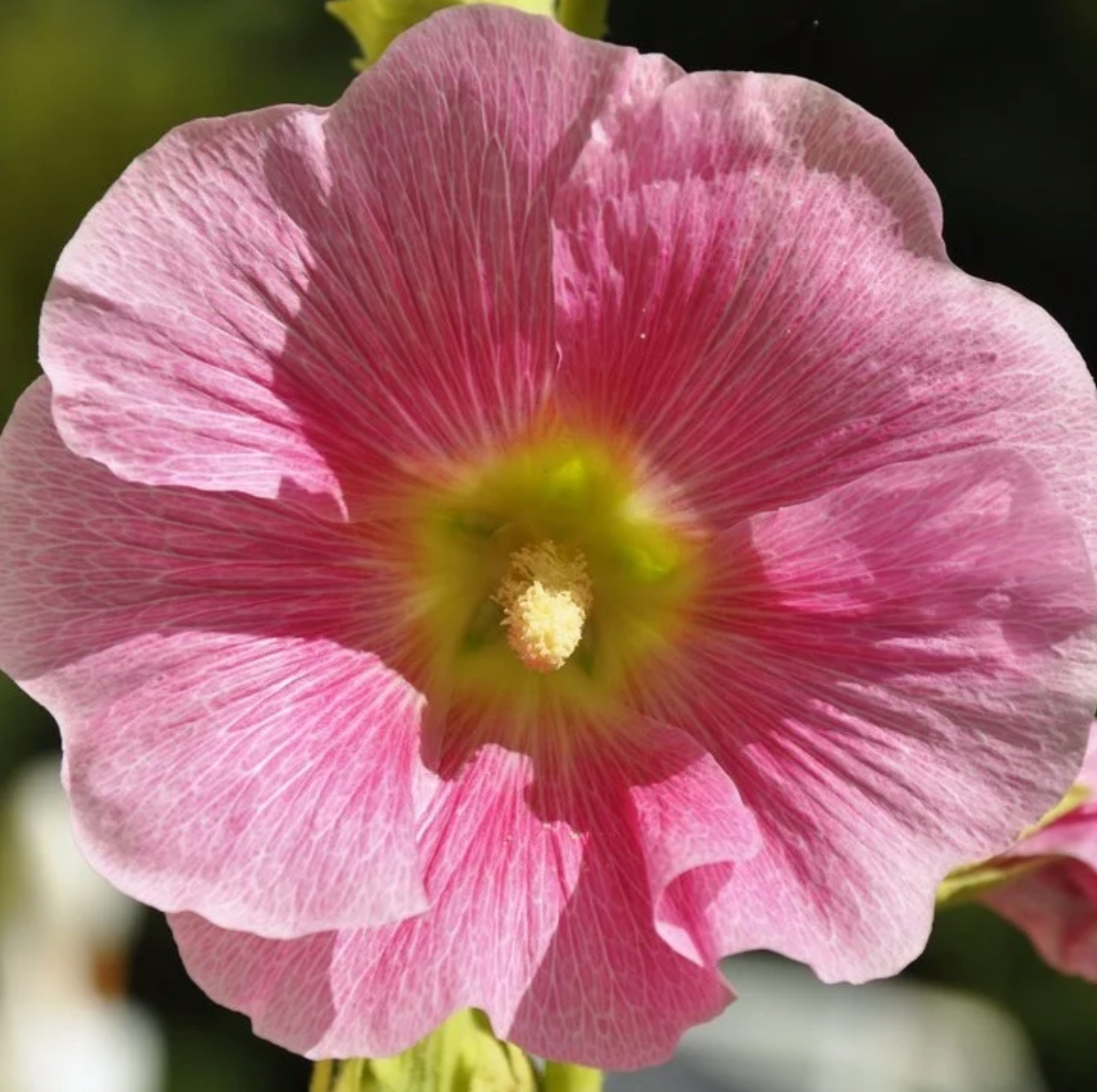 COSMIC SUPPORT ~ HOLLYHOCK FLOWER ESSENCE