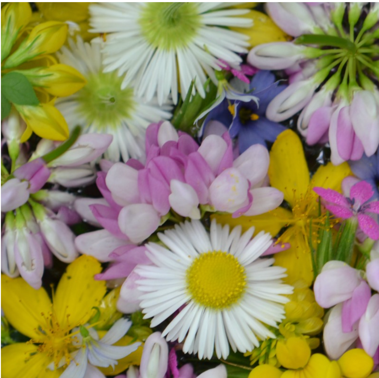 Enchanted Forest Faerie Flower Essence