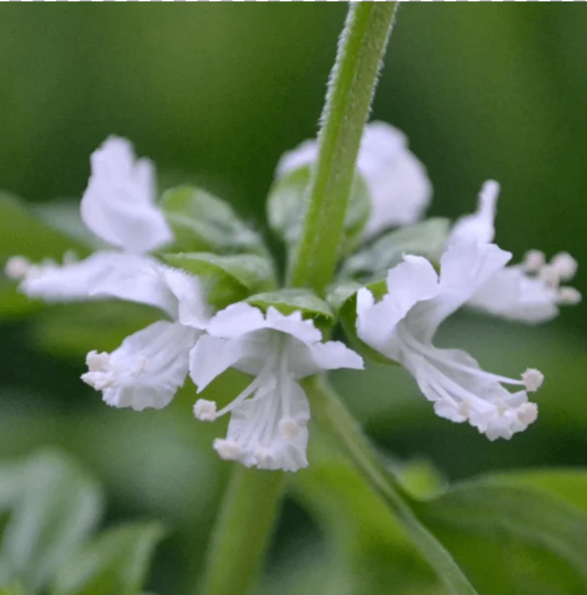 Integration Basil Flower Essence
