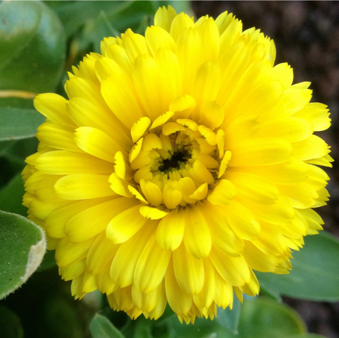 PLAYFULNESS Calendula Flower Essence