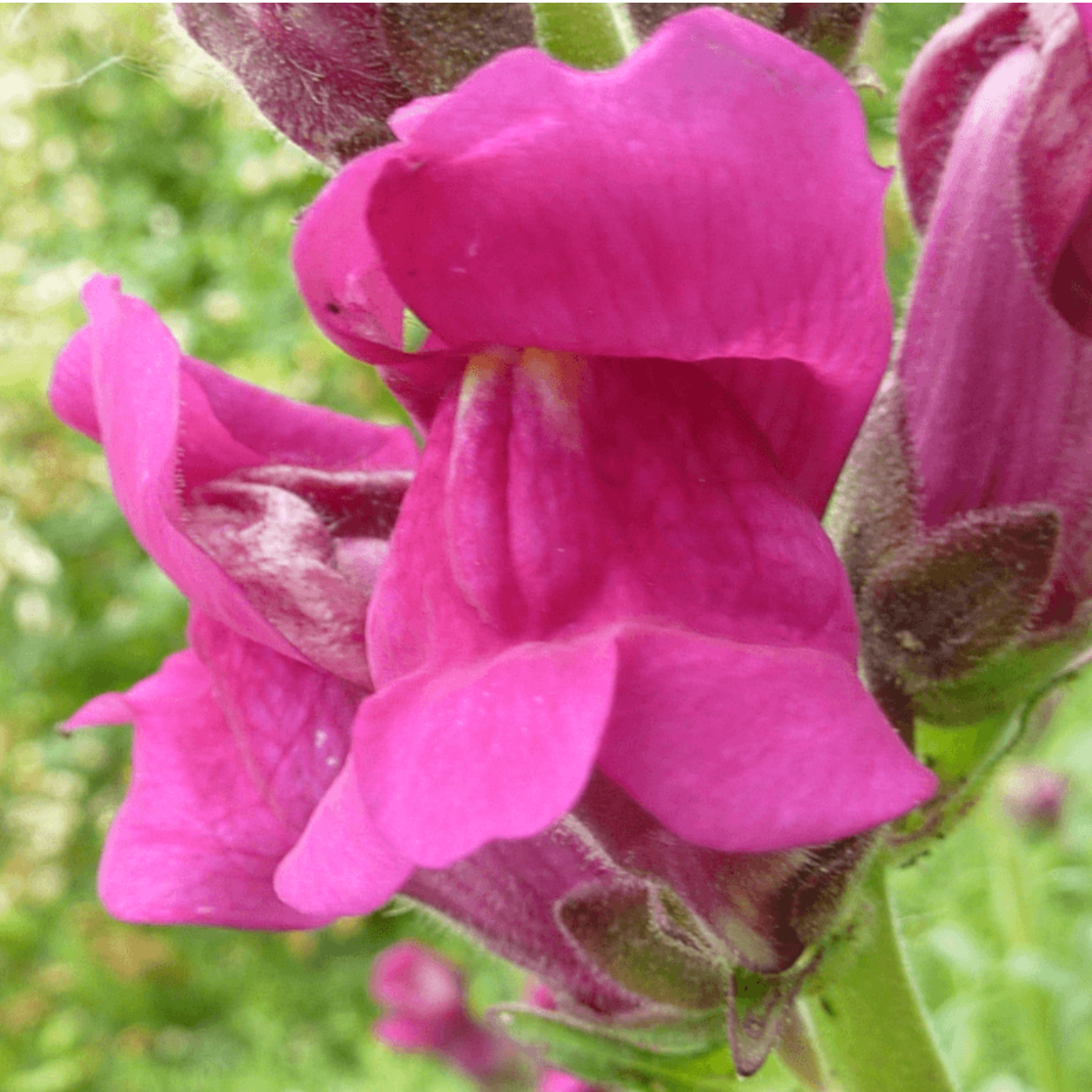 Protection Snap Dragon Flower Essence