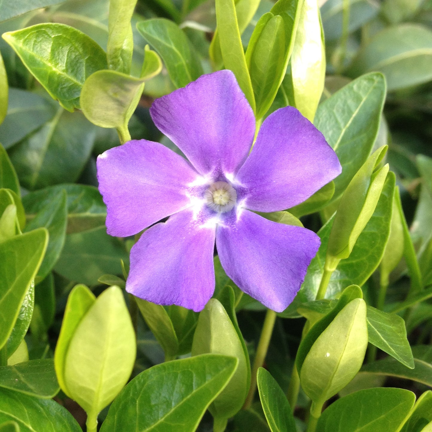 Expansion Vinca Flower Essence