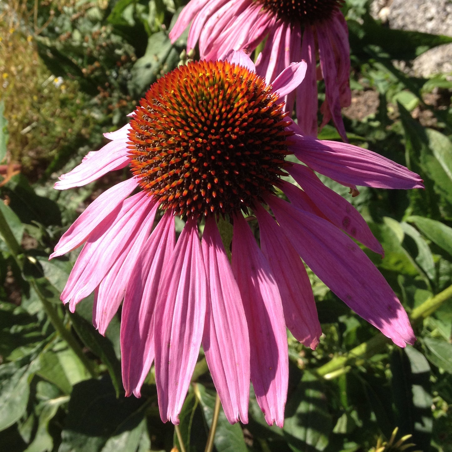 Consciousness Echinacea Flower Essence