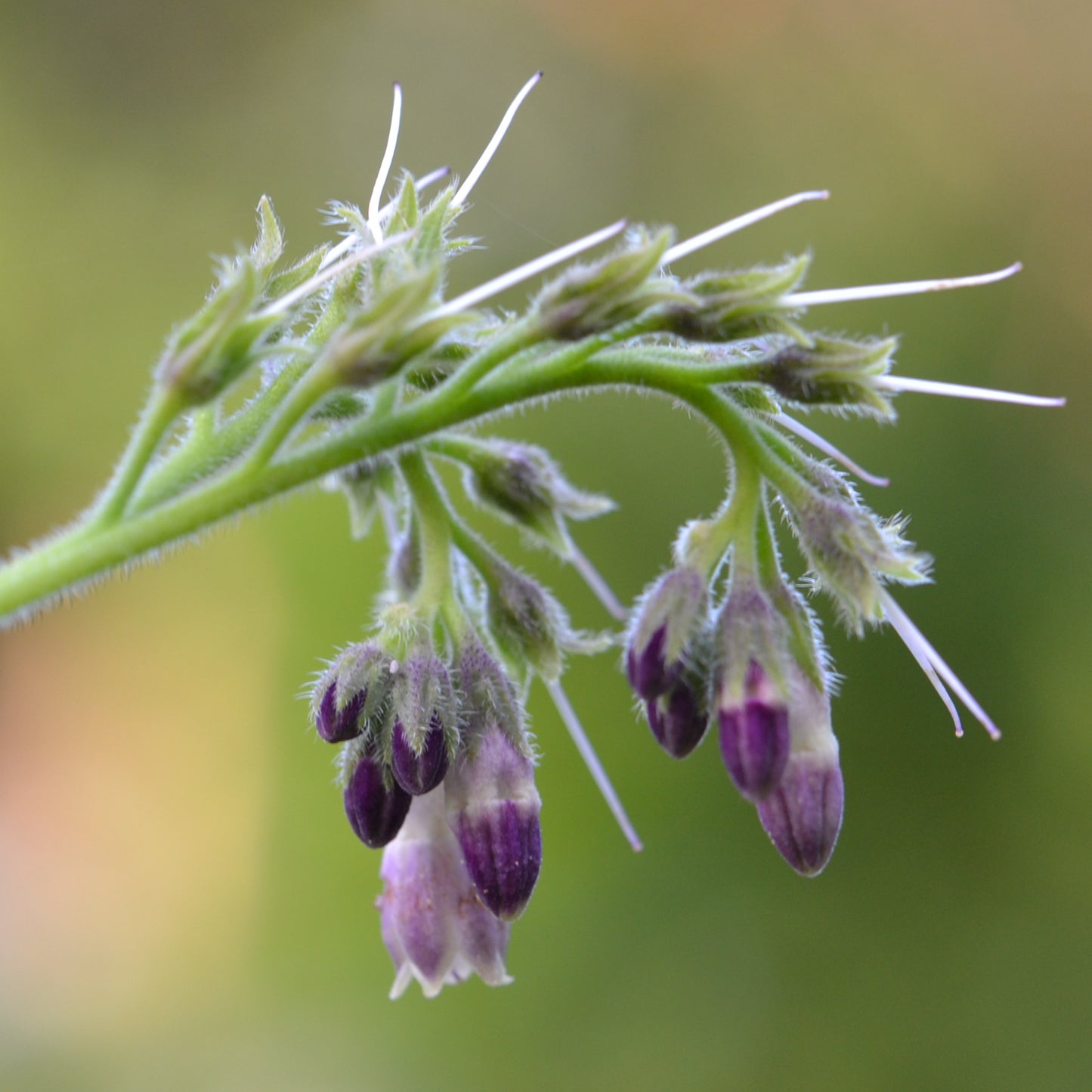 Balance Comfrey Flower Essence