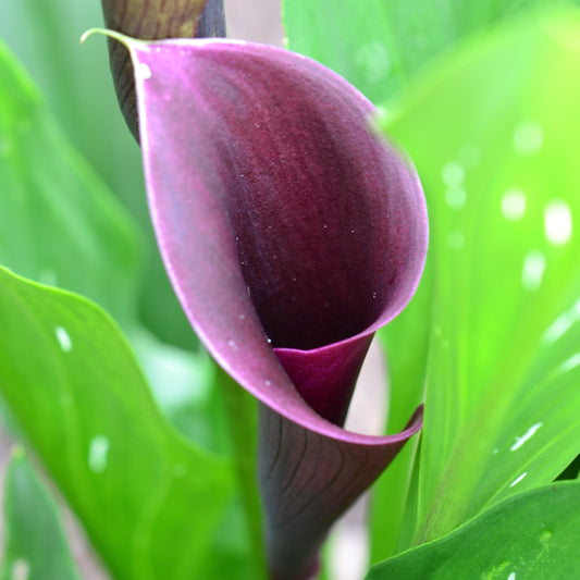 Purple Calla Lilly Creativity Flower Essence