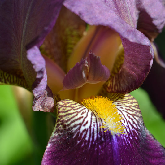 Empowerment Iris Flower Essence