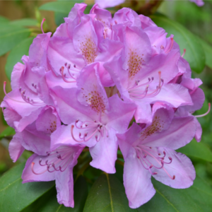 Rhododendron Flower Essence