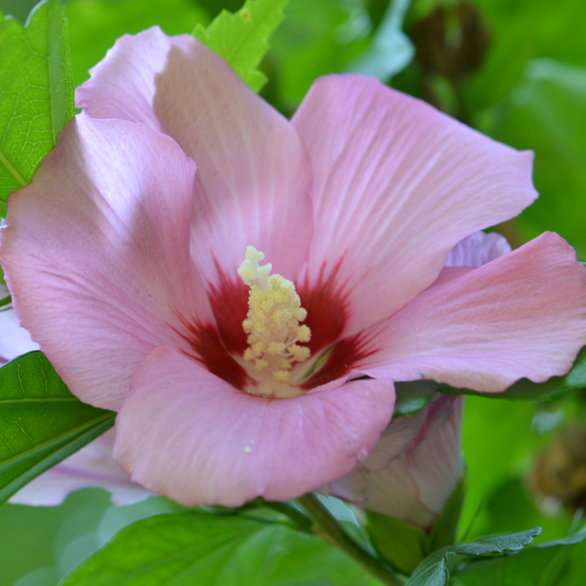 Sustainability Rose of Sharon Flower Essence