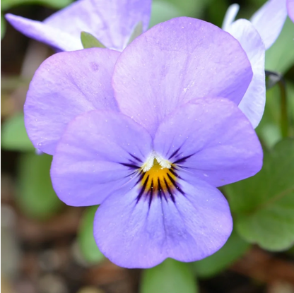 CLARITY ~ PANSY FLOWER ESSENCE