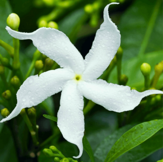 Jasmine Elegance Flower Essence