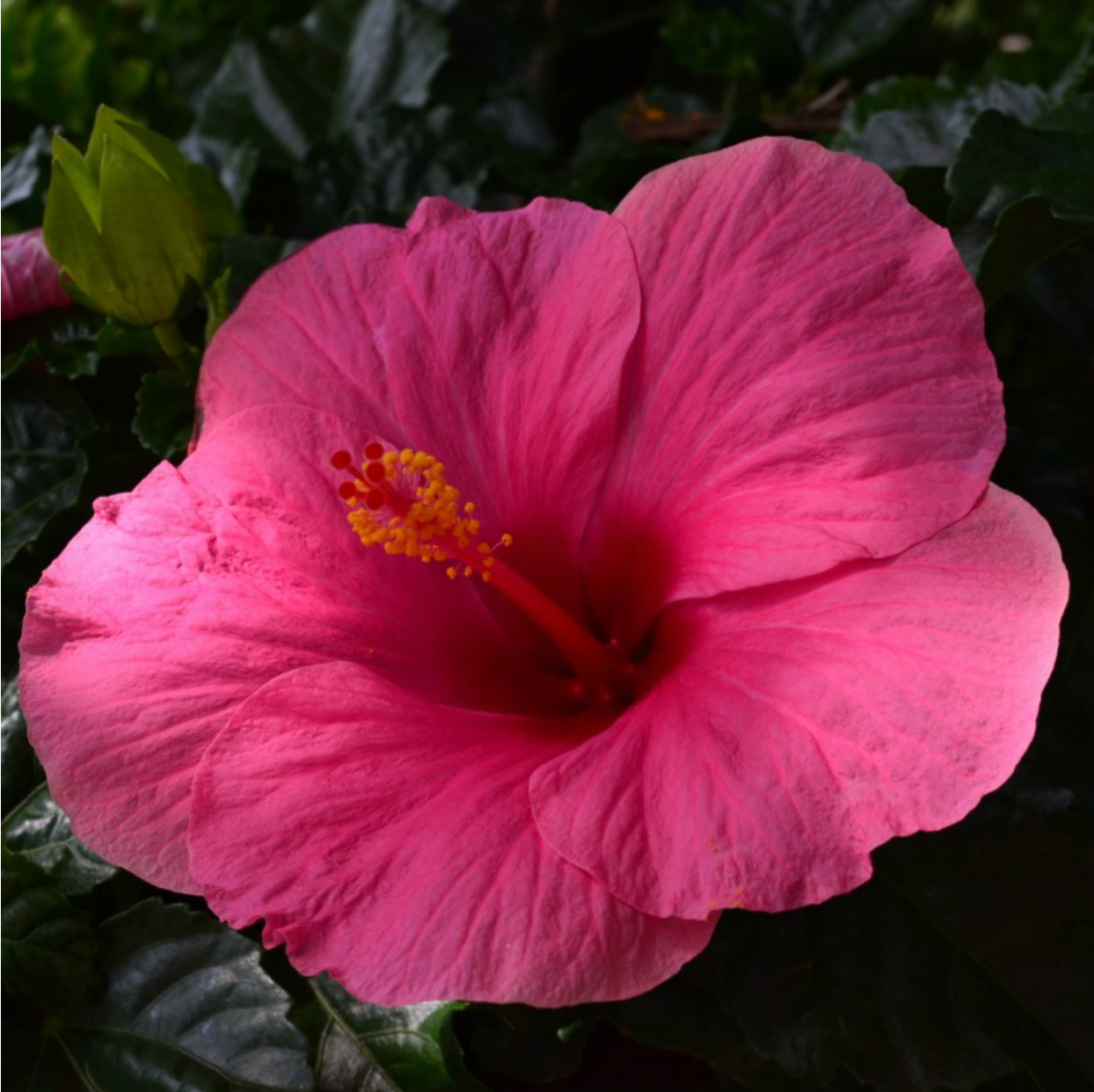 Manifestation Hibiscus Flower Essence