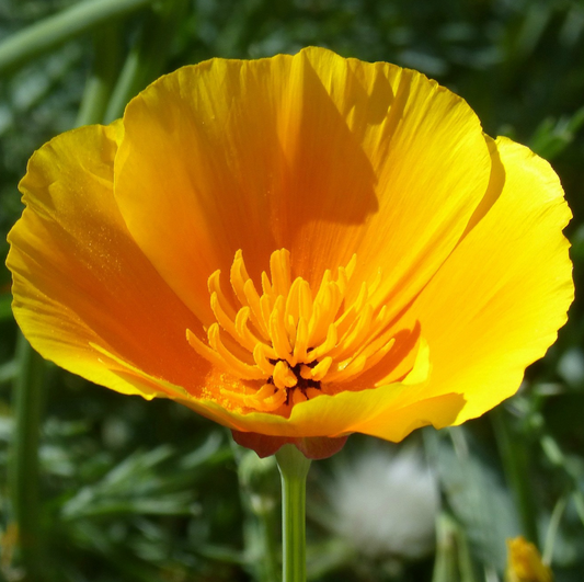 SURRENDER California Poppy Flower Essence