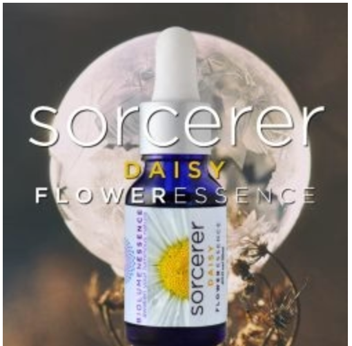 Sorcerer Daisy Flower Essence