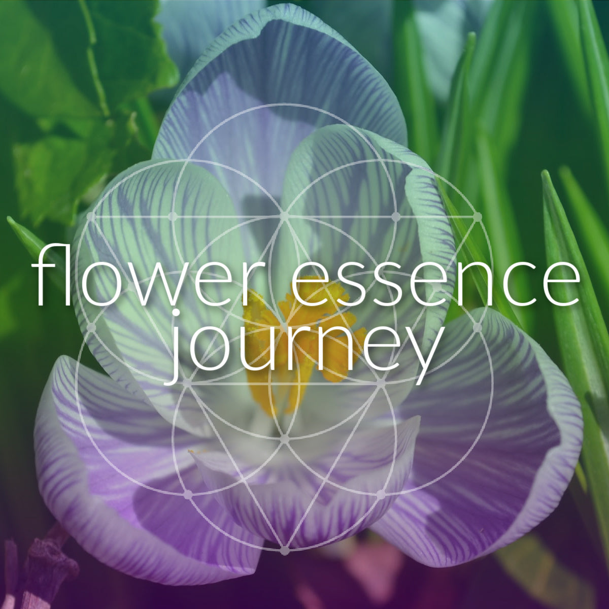 flower essence journey 5_26